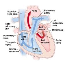 Blood flows from heart, to arteries to arterioles, to capillaries, to venules, to veins and back.