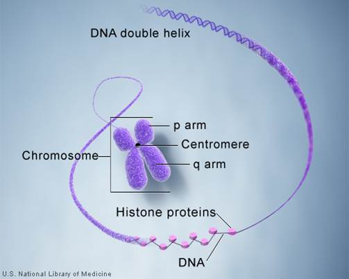 Chromosomes morphology