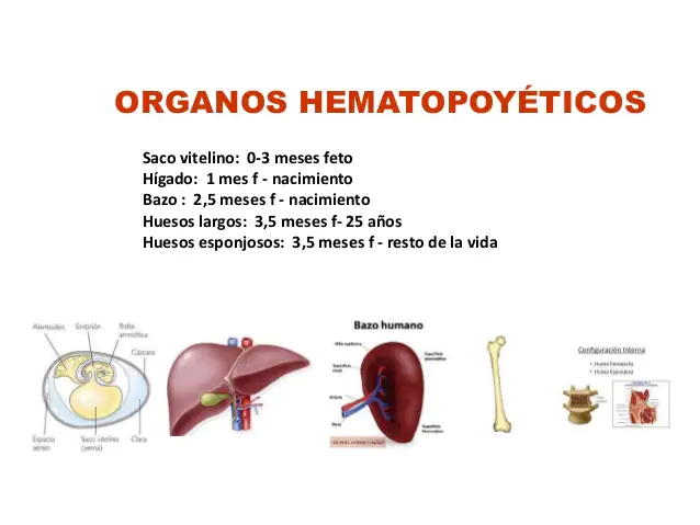 Son los órganos encargados de la producción de las células sanguíneas.