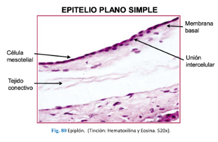 LLANOS , J. ; ZILVETTY , E. (2019)
Epitelio plano simple