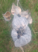 Asclepias syriaca 
(Common Milkweed)