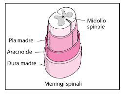 Si trova nel canale vertebrale
ed è il collegamento fra l'encefalo ed il 
sistema nervoso periferico.