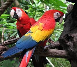 Parrots