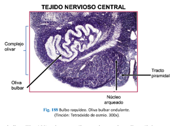 LLANOS , J. ; ZILVETTY , E. (2019)