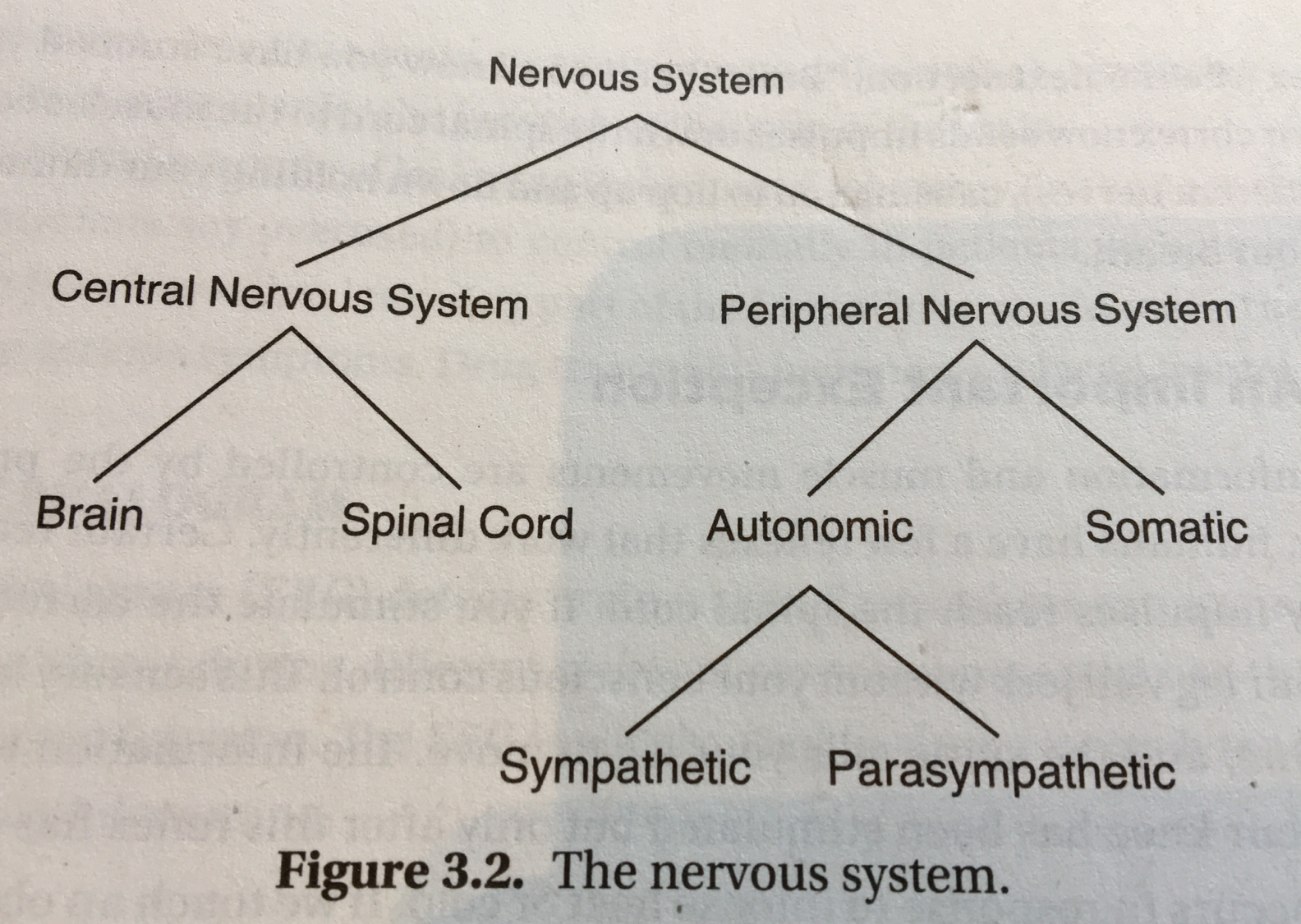 Central nervous system,
Peripheral nervous system