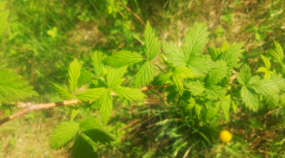 Rubus idaeus 
(common raspberry)