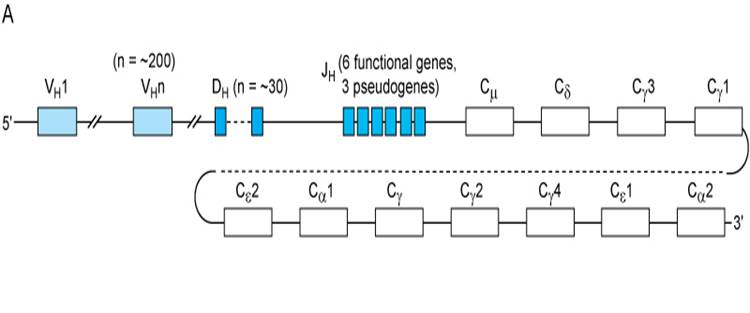 Single Clusters