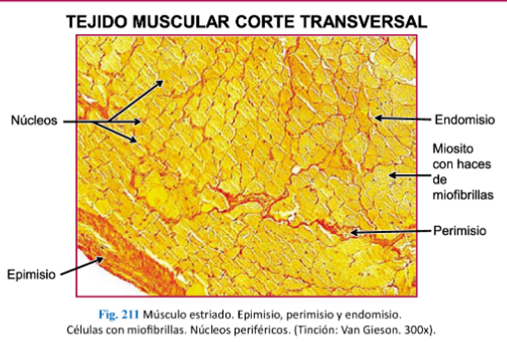 LLANOS , J. ; ZILVETTY , E. (2019)   presenta vaina de tejido denso llamado epimisio que envuelve al músculo entero: el perim