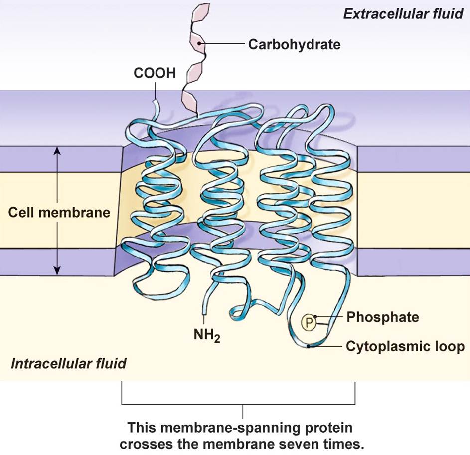 Integral Proteins