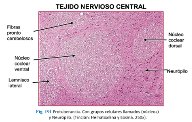 LLANOS , J. ; ZILVETTY , E. (2019)