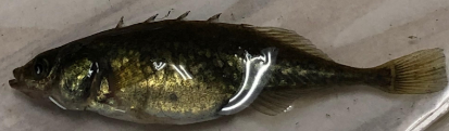 Apeltes quadracus 
(male four-spined stickleback)