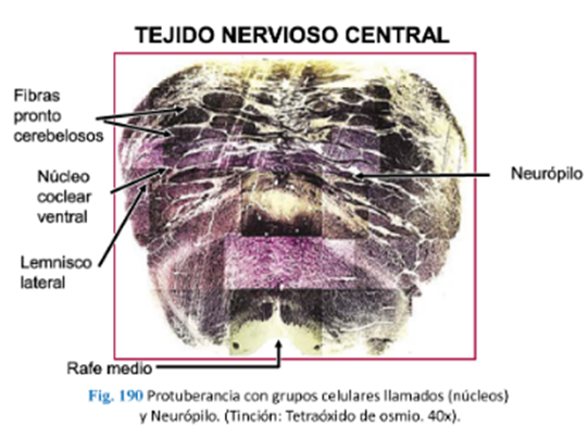 LLANOS , J. ; ZILVETTY , E. (2019) Protuberancia contiene 21 núcleos que son