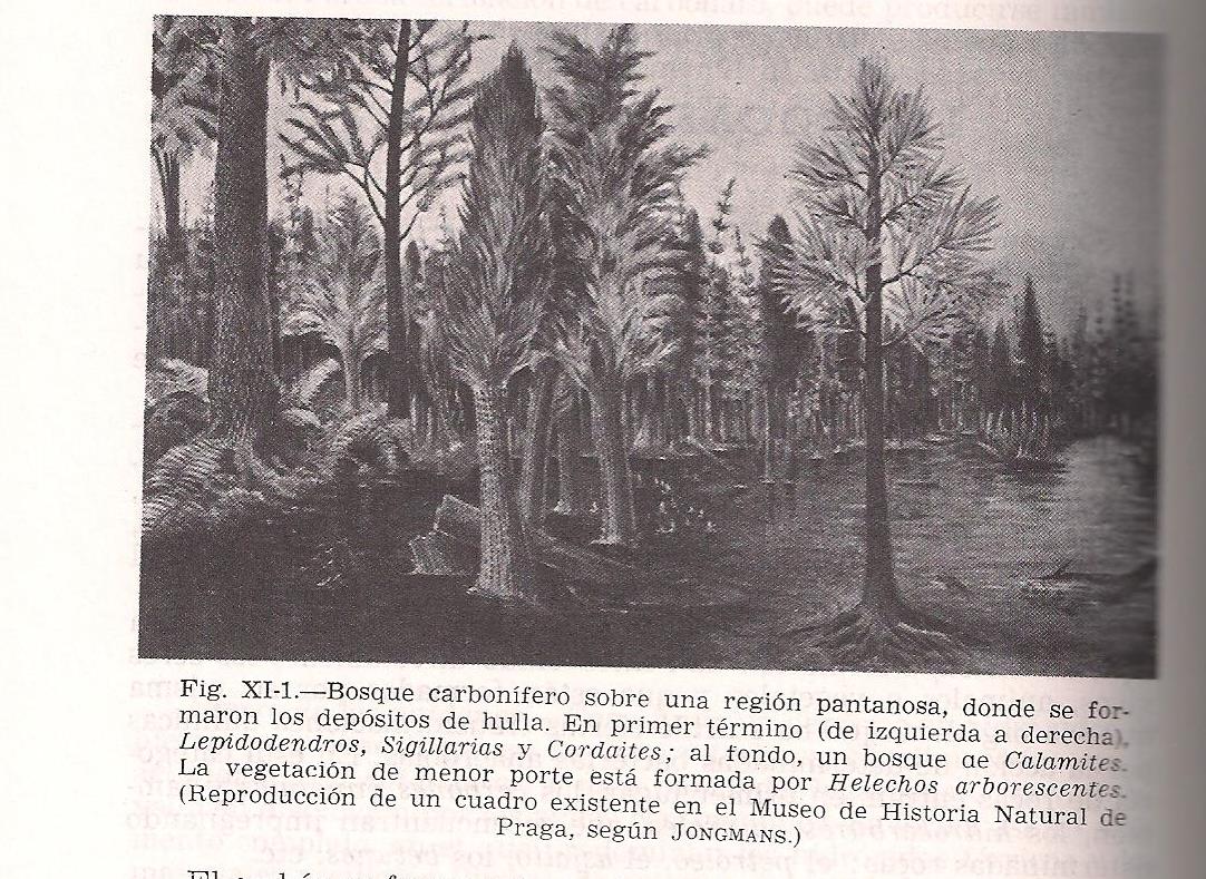 Bosques de helechos y plantas primitivas.