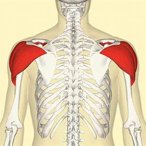 Deltoid