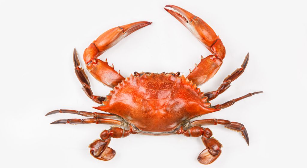 Representative Species:
- Crab