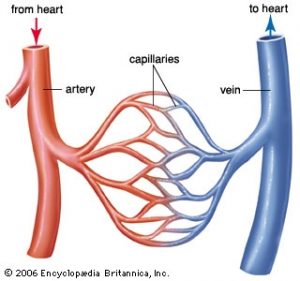 3 Types of Blood Vessels
"Create Systematic Circuit"