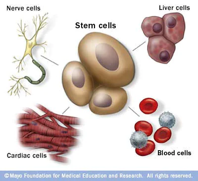 celula madre pluripotencial