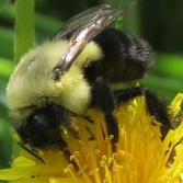 Bombus impatiens 
(common eastern bumble bee)