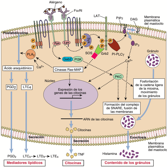 El entrecruzamiento de la IgE unida por el antígeno parece activar a tirosina cinasas (Syk y Lyn), que a su vez activan una c