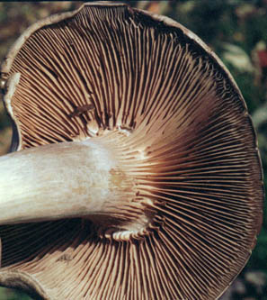 Gils on the underside of a mushroom.