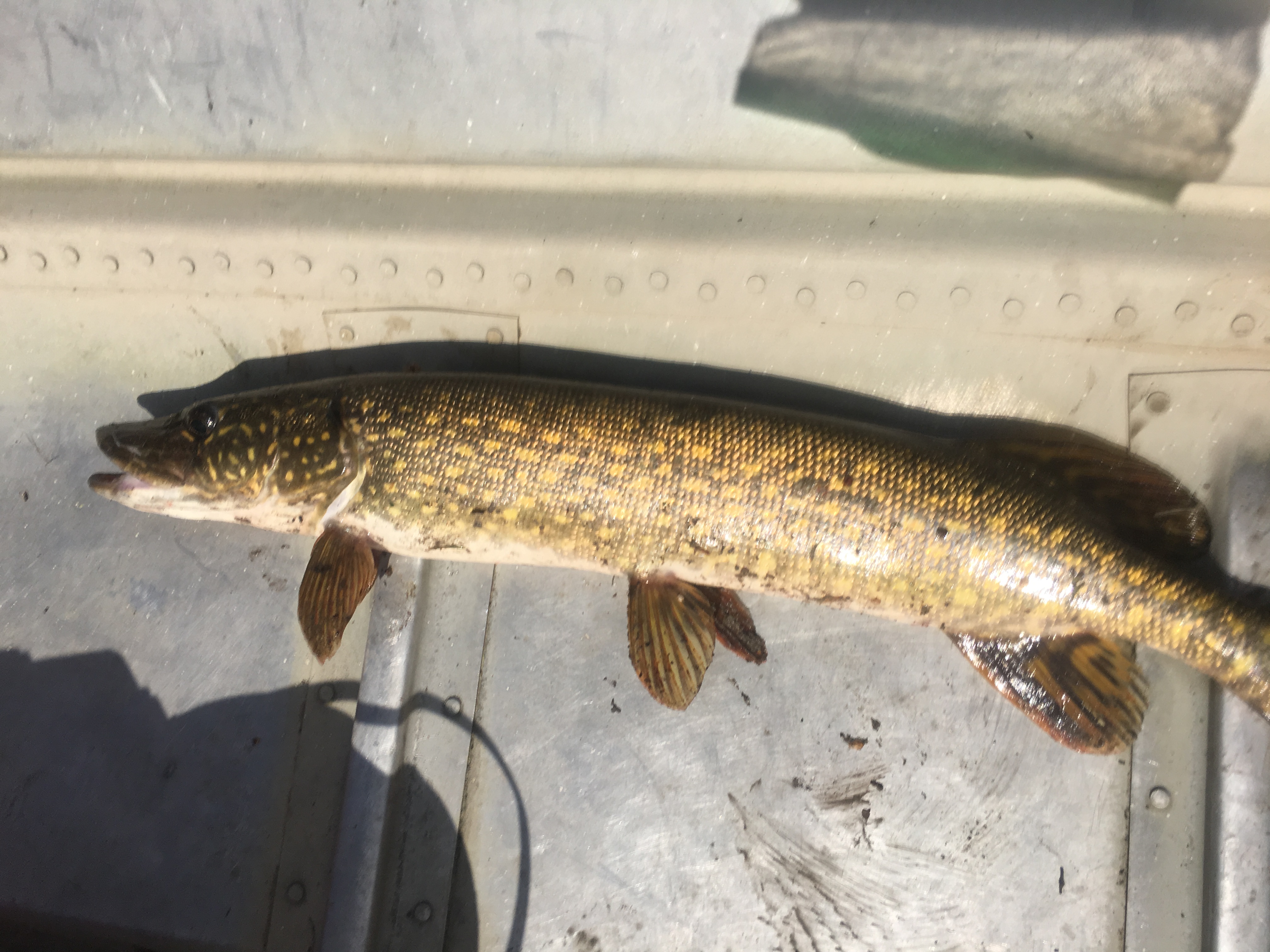 Esox lucius (Northern Pike)