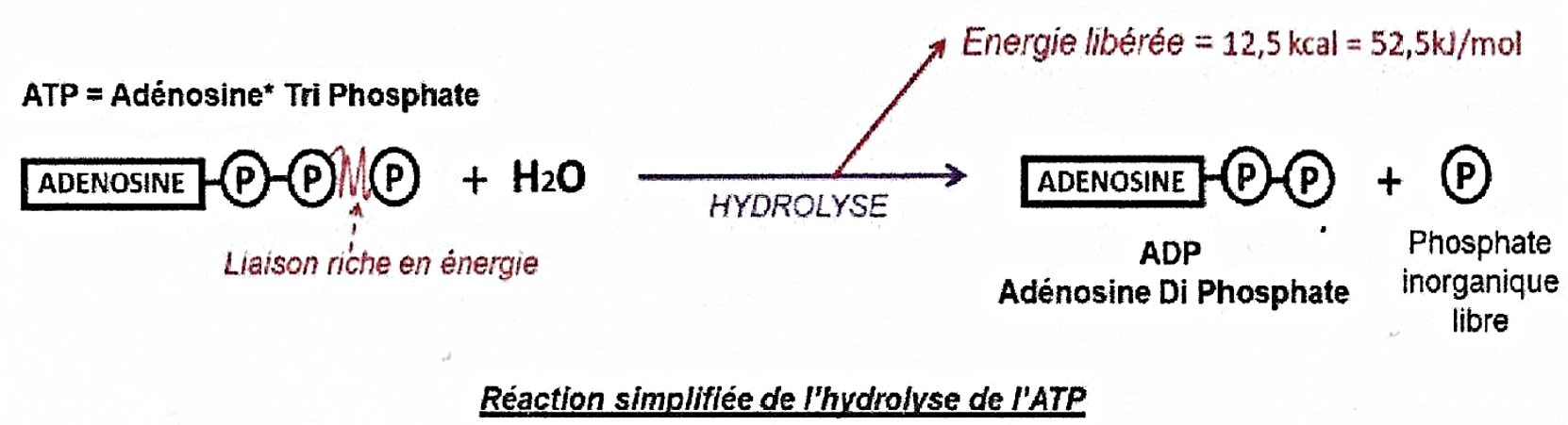 molécule hautement énergétique