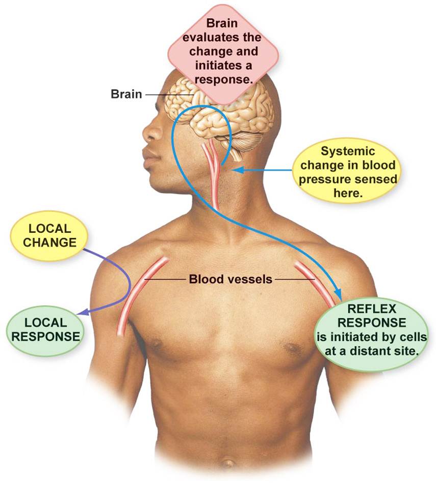 Long Distance Control via Reflex Responses: Systemic Changes