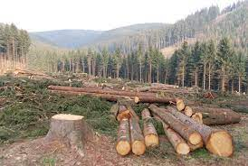 Deforestation image: