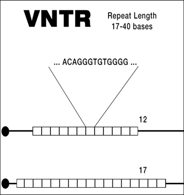 Variable Number Tandem Repeats