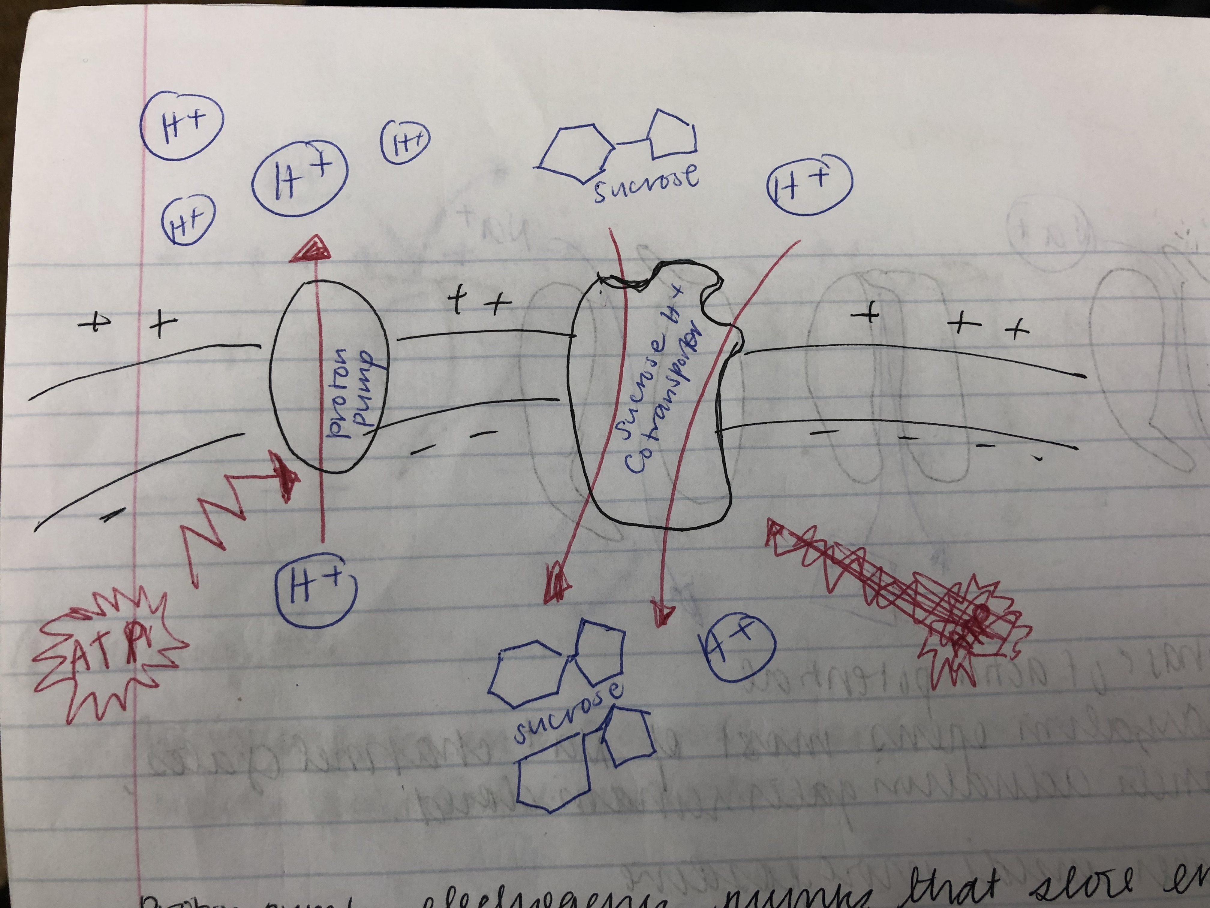 Sucrose H+ cotransporter