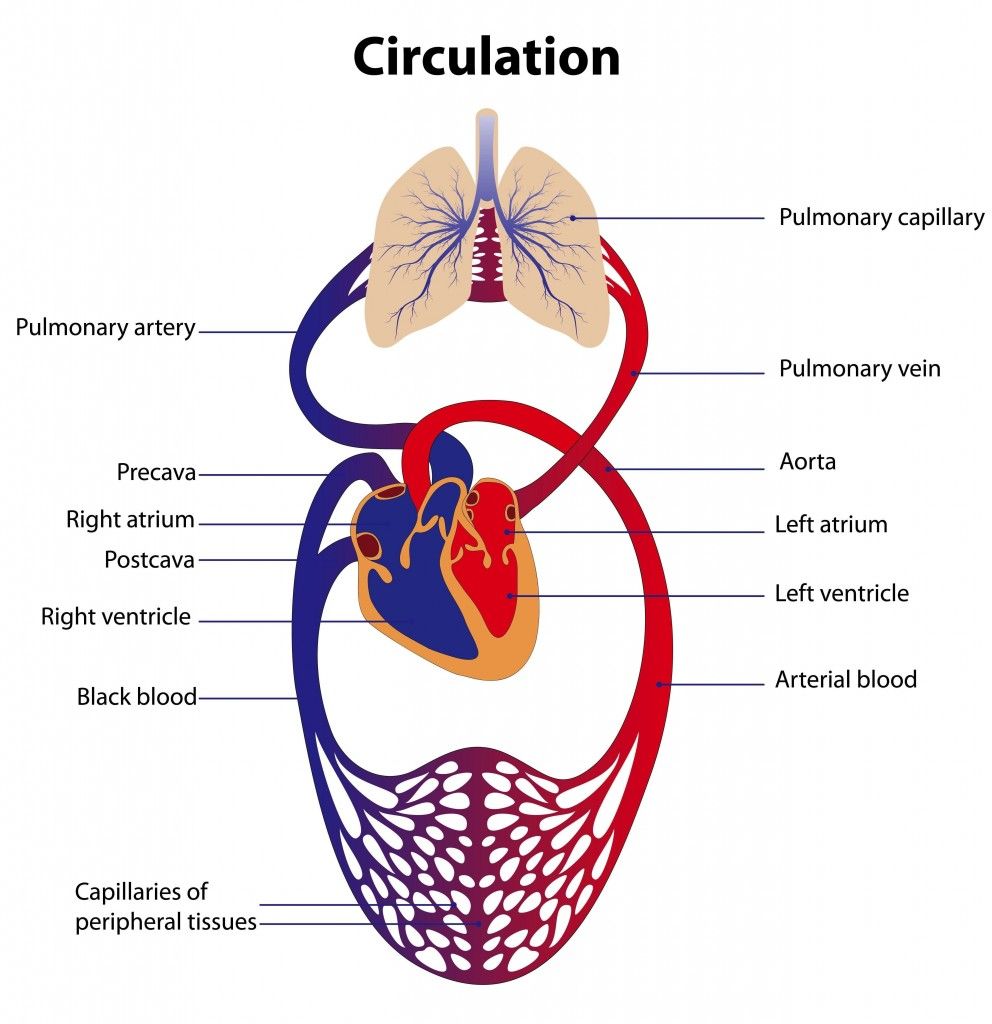 Circulatory system