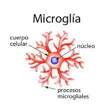 Microglias