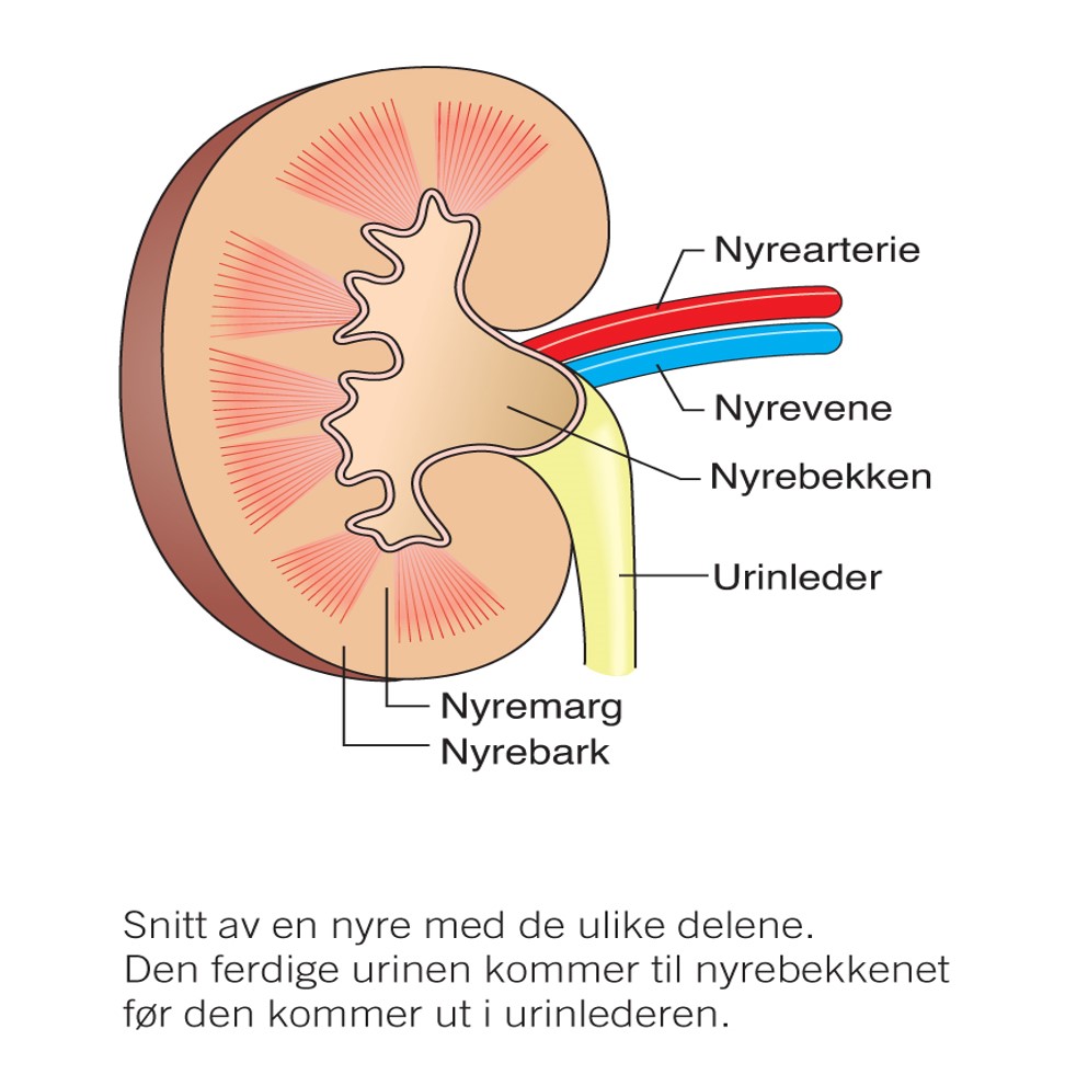 Tverrsnitt av en nyre