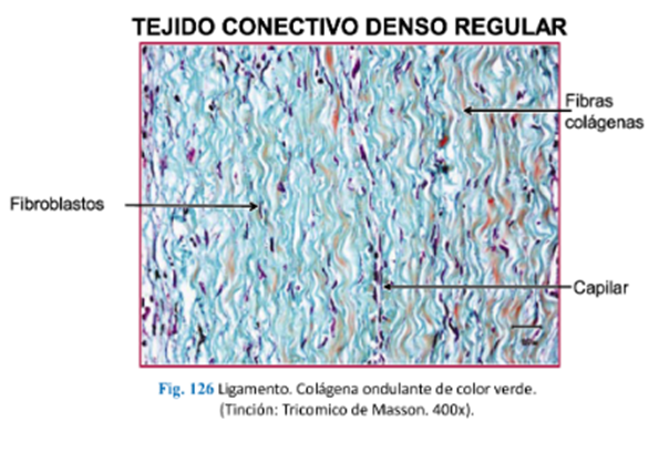 LLANOS , J. ; ZILVETTY , E. (2019)