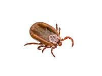 Image of a mite: