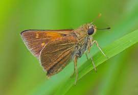 Tawny Edge Skipper