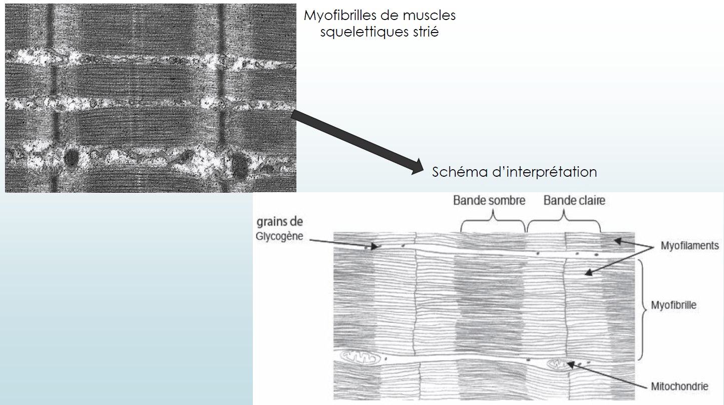 en microscopie électronique