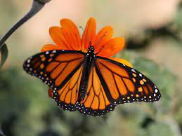 Monarch Butterfly