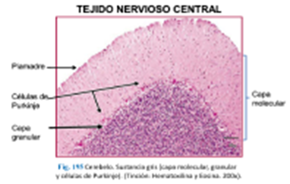 LLANOS , J. ; ZILVETTY , E. (2019)