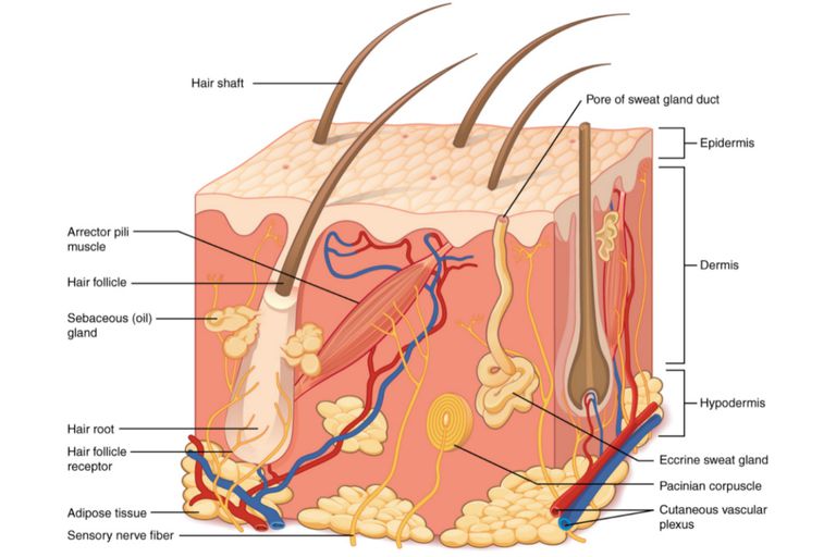 the integumentary system