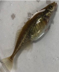 Culaea inconstans
 (female brook stickleback)