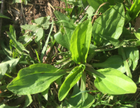 Plantago major 
(Greater Plantain)