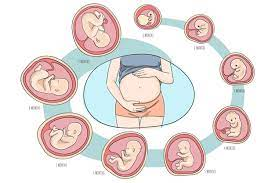 EL DESARROLLO FETAL