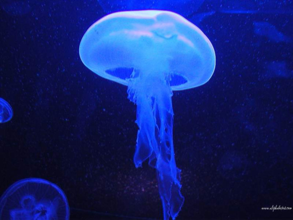 Jellyfish