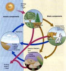 les cycles biogeochimiques