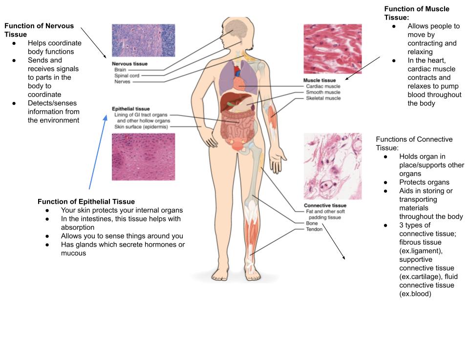 Tissue
A group of specialized cells that perform similar functions