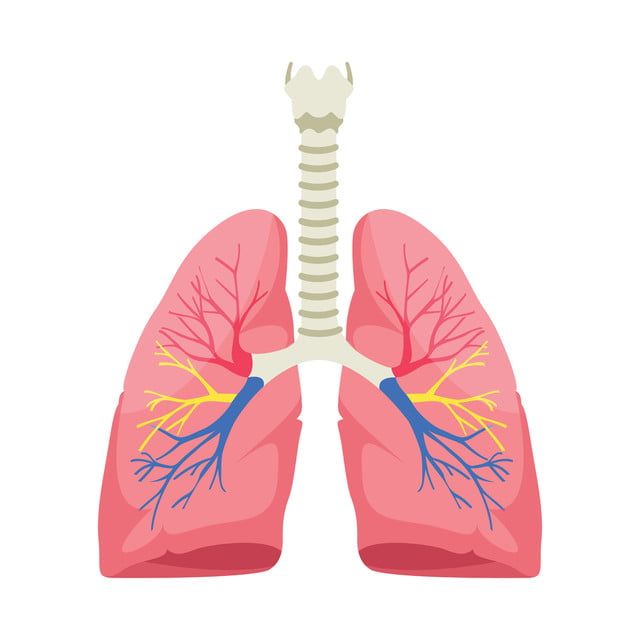 Síndromes Pulmonares y Patologías más Frecuentes