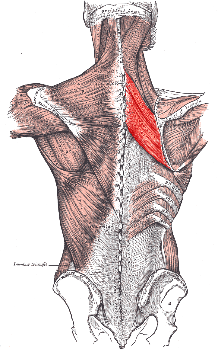 Rhomboid