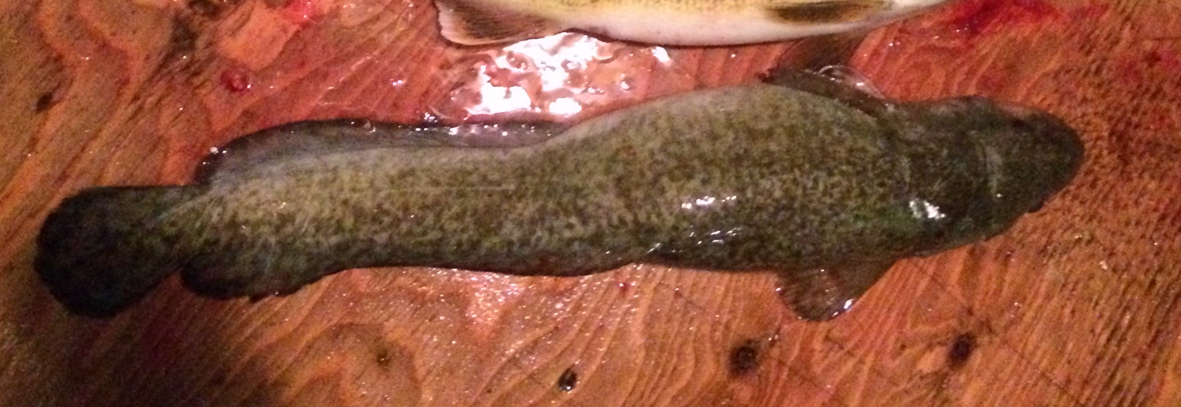 Lota oken (Burbot)