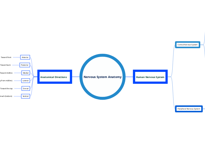 Nervous System Anatomy